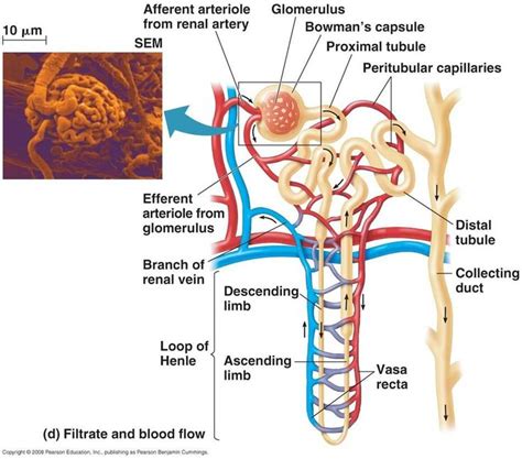 Kidney Nephron Diagram Labeled