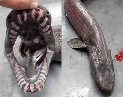 Prehistoric Rare Frilled Shark Caught Off Coast in Portugal - Thrillist