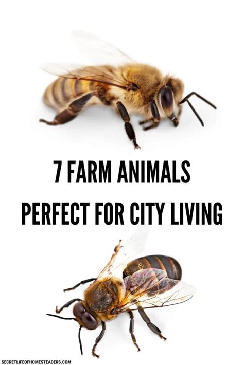 7 Farm Animals Perfect for City Living : Secret Life of Homesteaders