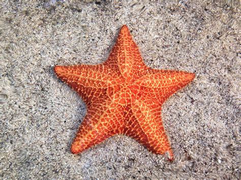 STARFISH: Everything about this astonishing sea creature