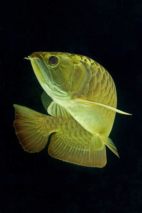 39 best images about Arowana on Pinterest | San diego, South america ...