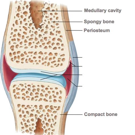 Ch.8 - Diagram - Seven Components of a Diarthrosis Joint Diagram | Quizlet