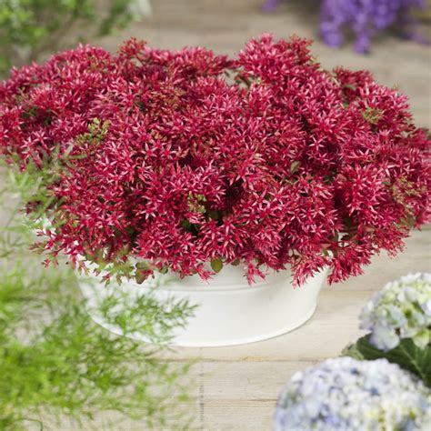 Sedum Dragon's Blood Drought Tolerant Red Stonecrop Ground Cover Plant ...