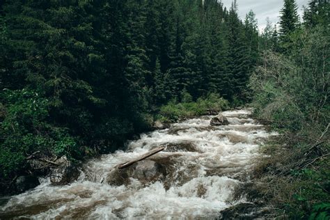 Mountain river flowing through forest · Free Stock Photo