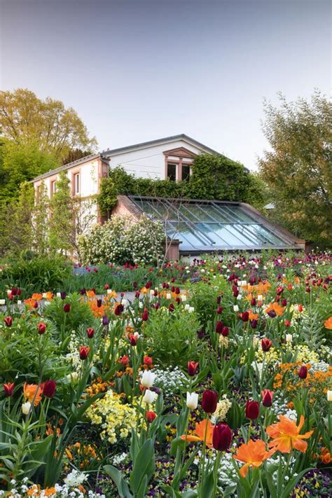 Discover 29 Stunning Tulip Garden Design Ideas