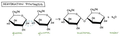 Explains how the atoms that make up glucose can be used to construct ...