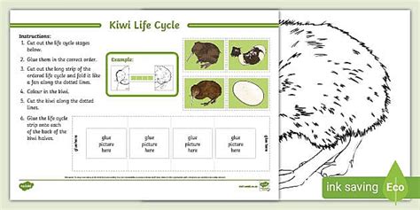 Kiwi Outline And Life Cycle Worksheet - Twinkl