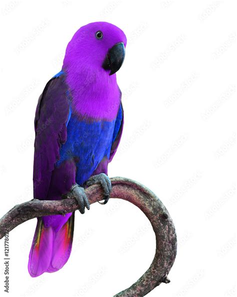 Purple Parakeets