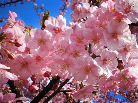 The Significance Of The Cherry Blossoms In Japan