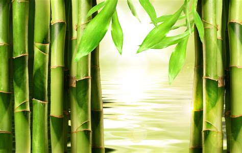 Bamboo Wallpaper For Iphone Nature Wallpaper Sakselone.com