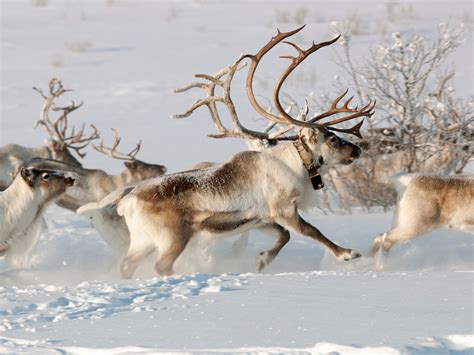 What the North Pole Actually Looks Like at Christmas - Photos - Condé ...