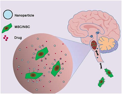 Nanoparticles: the Future of Drug Delivery — Journal of Young Investigators