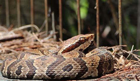 Venomous and Non-Venomous Snakes: What's the Difference? - Animal Corner