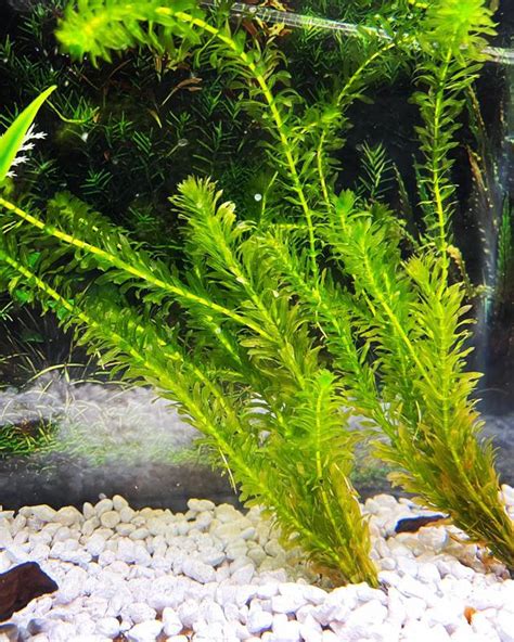 18 Best Easy Aquarium Plants for Beginners