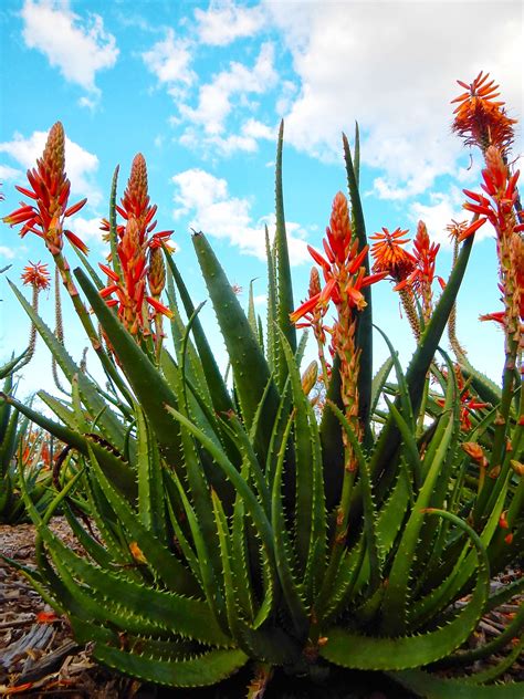 aloe vera plant free image | Peakpx