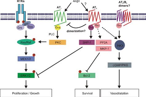 [PDF] The angiotensin II type 2 (AT2) receptor: an enigmatic seven ...