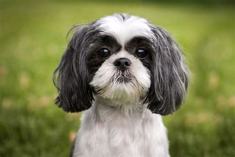 Shih Tzu | Description, Lion Dog, Weight, & Facts | Britannica