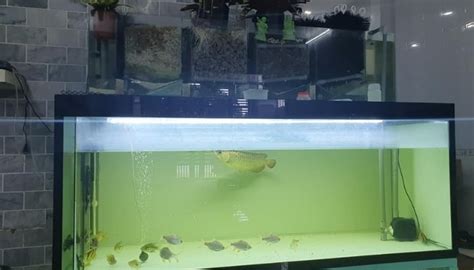 Indoor Fish Tank Aquaponics: Complete How-To Guide