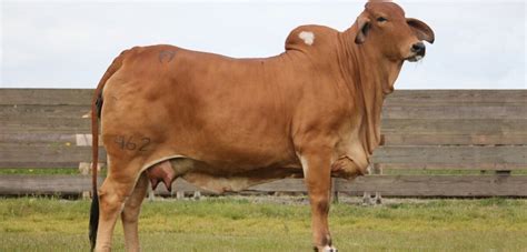 Red Brahman Show Cattle For Sale, Fresh Off Their Spring Tour of Stock ...