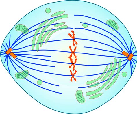 [Solved] Question 1 options: prophase, anaphase, metaphase, telophase ...