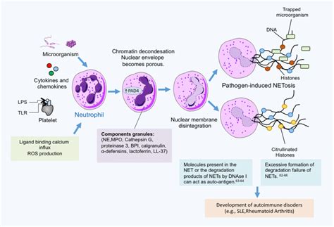 Neutrophil extracellular traps. Neutrophil extracellular traps (NETs ...