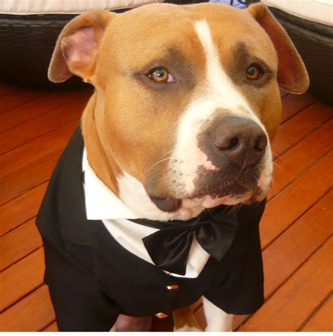 BIG DOG TUXEDOS WEDDING LARGE DOG GROOM FORMAL BRIDAL COAT JACKET 4XL ...