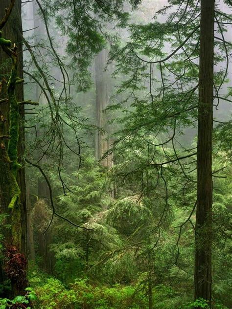 Del Norte Coast Redwoods State Park | Coast redwood, Del norte, Mossy tree