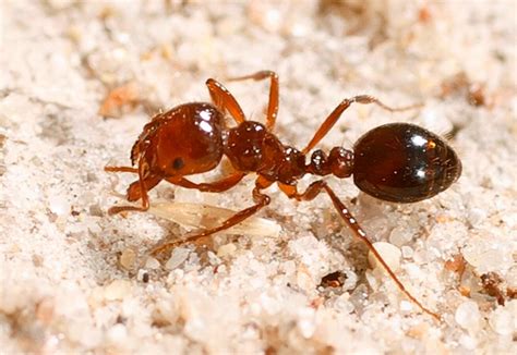 Livestock owners beware of fire ants – The Echo