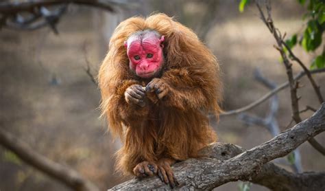 Exploring a Monkey Kingdom at the Los Angeles Zoo #MonkeyKingdom ...