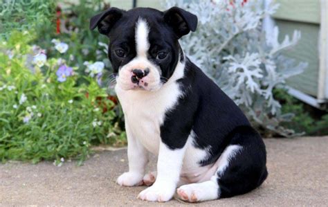 Willow Creek Press Just Boston Terrier Puppies 2022 Wall Ca ...