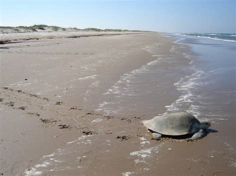 Kemp’s Ridley Sea Turtle Facts, Pictures & Information For Kids & Adults