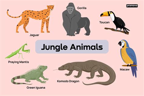 Jungle Animals List And Definitions