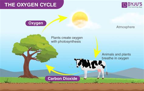 Carbon Dioxide Cycle Diagram