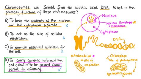 Question Video: Defining the Function of Chromosomes | Nagwa