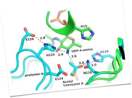 Protein Glycosylation