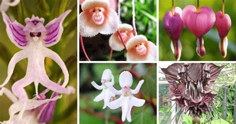 40 Weird Looking Plants That Will Blow Your Mind