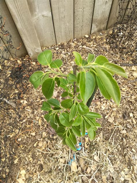 Persimmon tips died - General Fruit Growing - Growing Fruit