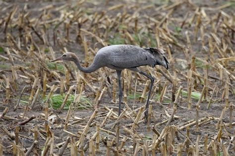 Common Crane – birdfinding.info