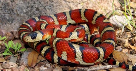 Coral Snakes vs Kingsnakes: 5 Key Differences Explained