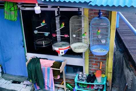 Bird cages, Bangyuwangi, East Java, Indonesia. | Bird cages,… | Flickr