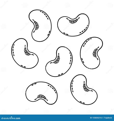 Illustration Of Kidney Cross Section With Names | CartoonDealer.com ...