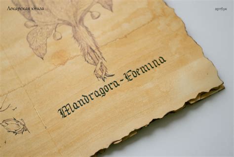 Medieval Medicine Artbook + Calligraphy Studies on Behance