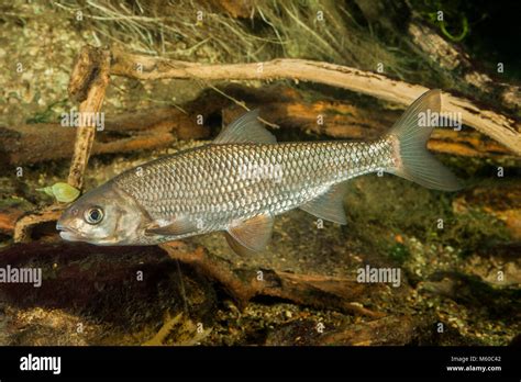 Common Dace (Leuciscus leuciscus). Adult swimming under water. Germany ...