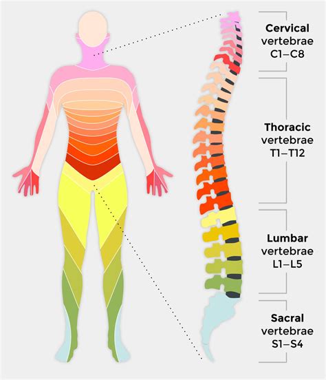 Spinal Cord Injury — Chattanooga Spine and Body