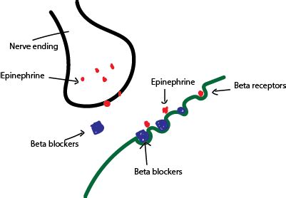 Beta Adrenergic Blockers | Definition, Uses & Side Effects | Study.com