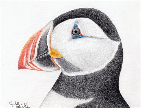 Atlantic Puffin - Drawing by Terry Sohl