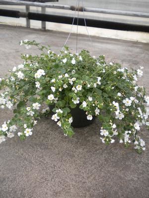 Bacopa Sutera cordata Scopia 'Gulliver White' Bacopa from Sedan Floral