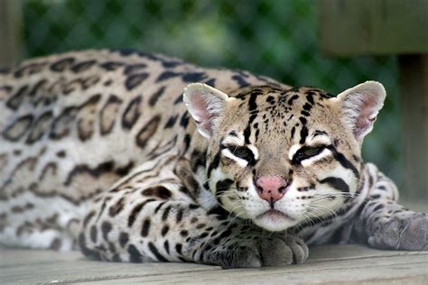 How Much Do Ocelots Cost