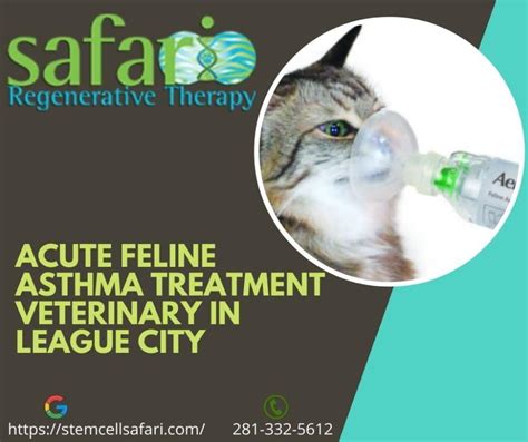 Acute Feline Asthma Treatment Veterinary in League City