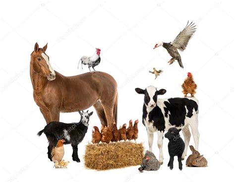 Group of farm animals - Stock Photo , #Aff, #farm, #Group, #animals, # ...